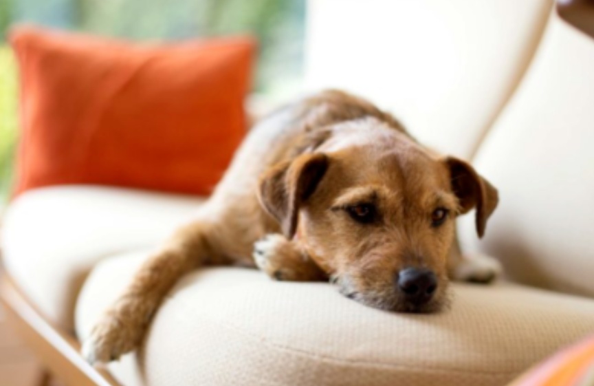 狗狗先拉干的再拉稀的什么原因,狗狗又吐又拉稀是什么原因