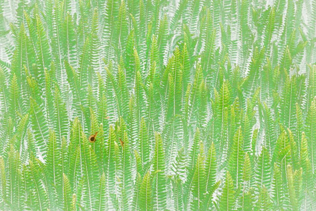 香港第14届全国摄影艺术展,第29届全国摄影艺术展览获奖名单