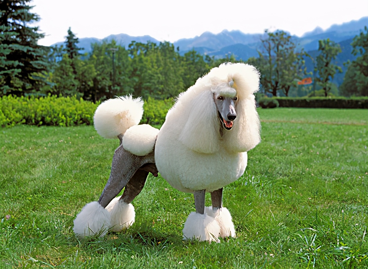 贵宾犬一般性格,贵宾犬的6大优点养一只不吃亏