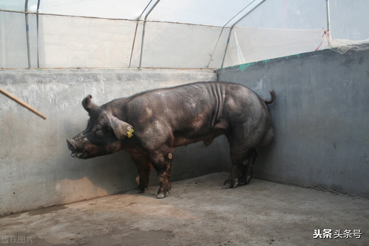 子宫颈输精,子宫颈口输精技术