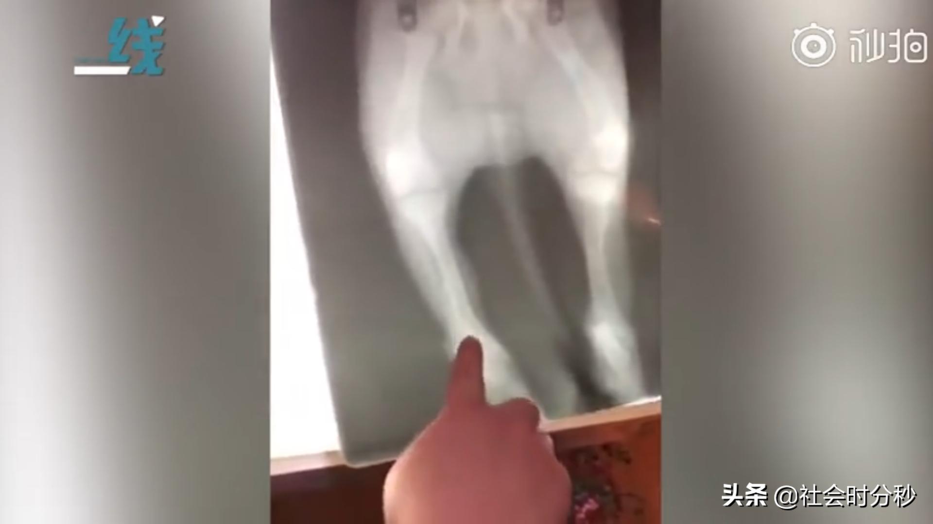 老人将小狗暴力摔打致死事件,男子情绪失控怒摔小狗