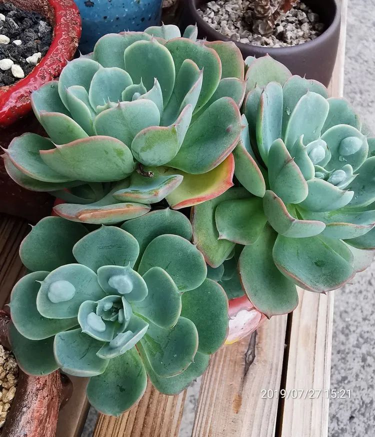 养多肉的人生感悟,人生如同养花