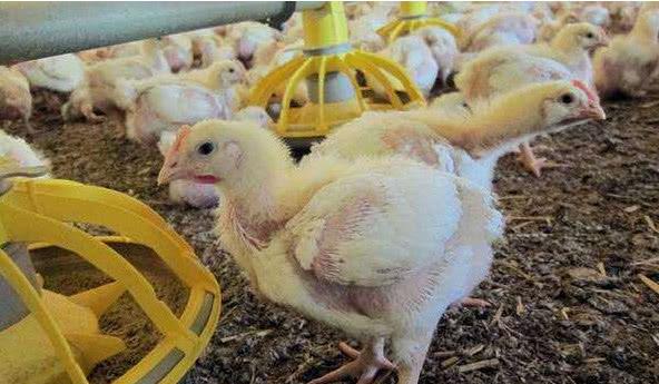 一只鸡只有两条腿,肯德基为什么都是鸡腿鸡翅一对