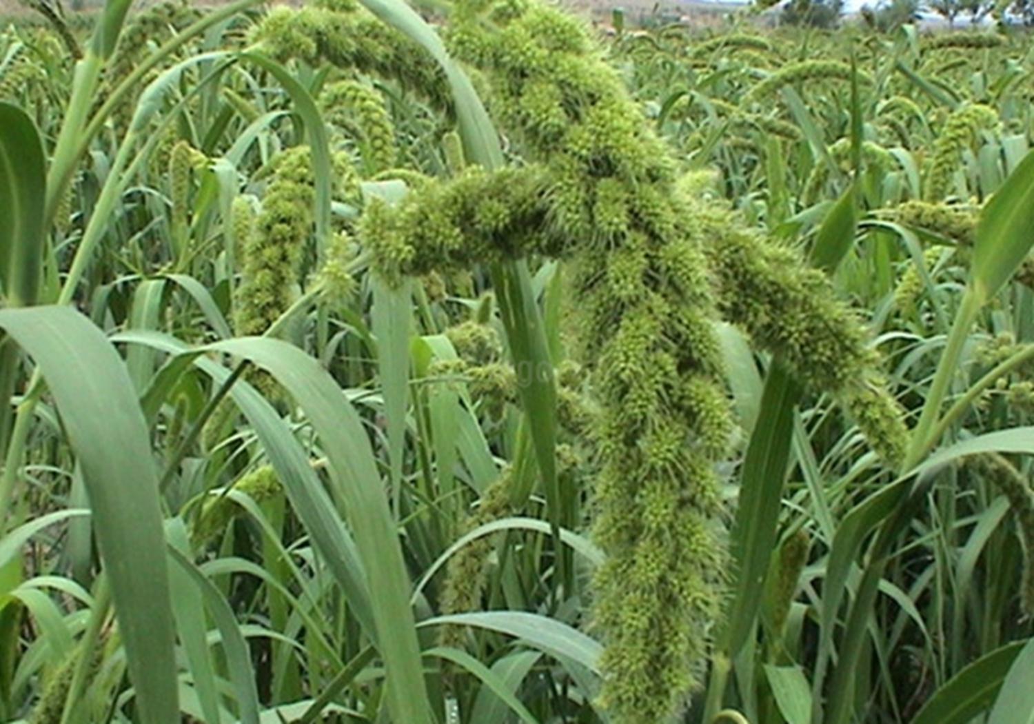 谷子种植：播种方法你知道多少？这里列有几种，来学习一下