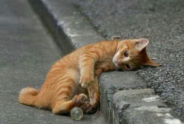 终于等来了，法律禁食禁虐猫狗