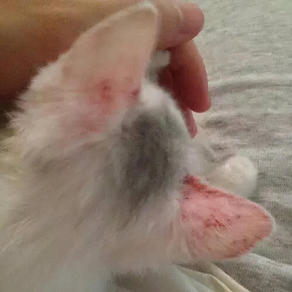 猫狗皮肤病有哪些类型,宠物常见皮肤病有哪些症状