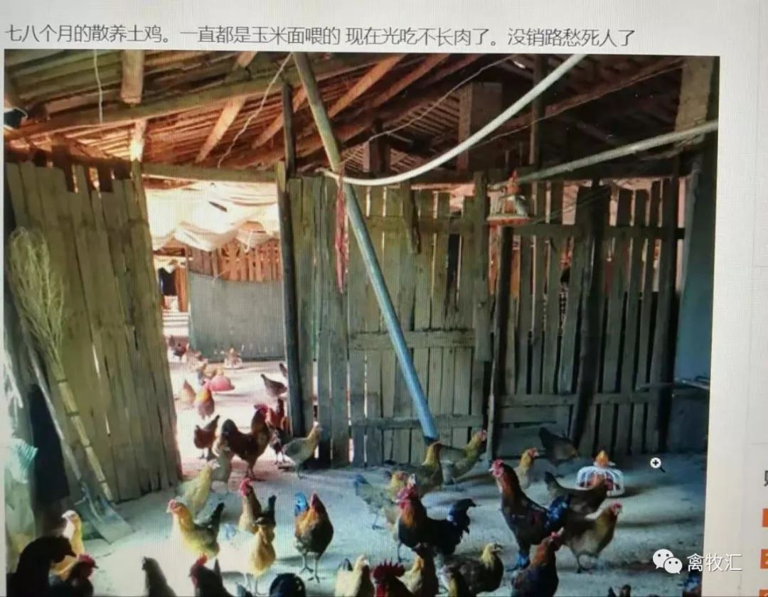 鸡养殖几个月出栏好卖吗,养殖什么鸡不愁销路