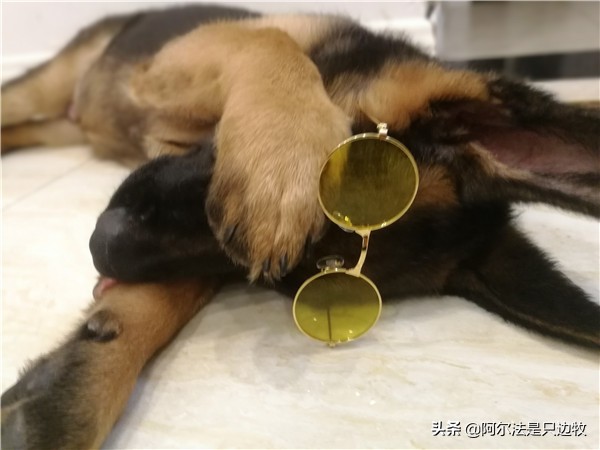 我可能对德牧有误解，有时它不过就是披着德牧皮囊的二哈