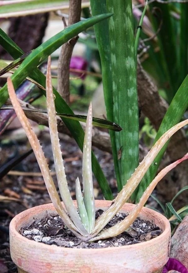 芦荟根部变红死了是怎么回事,芦荟叶子变红变软下垂是为什么