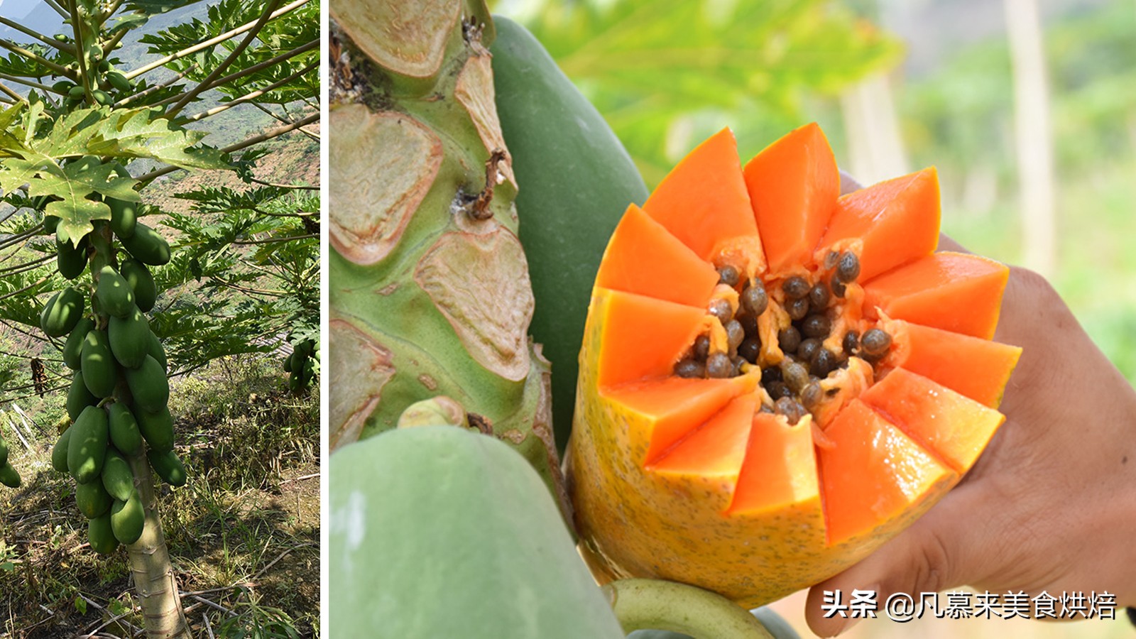 台湾的凤梨跟大陆的菠萝一样吗,台湾有哪些水果是大陆没有的