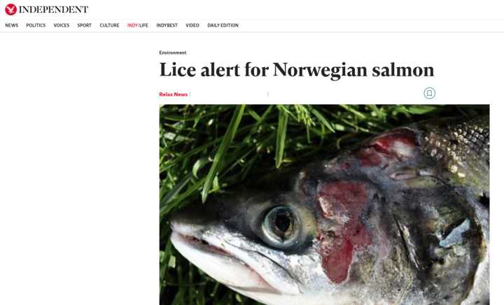 日本三文鱼寄生虫感染,三文鱼寄生虫能杀死吗