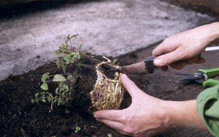 薄荷种植的详细步骤图片,薄荷植物能在家种植吗