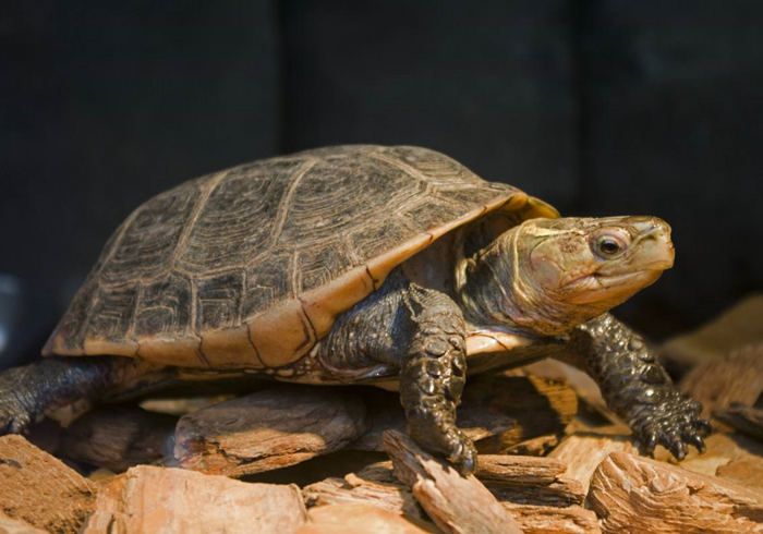 乌龟咬到人怎么样才能让乌龟松口,手被乌龟咬了视频