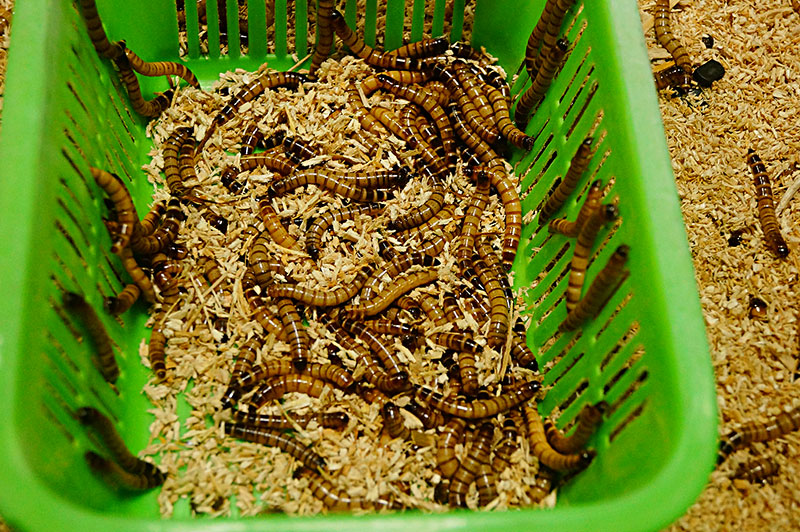 黄粉虫是环节动物吗,黄粉虫有什么生长习性