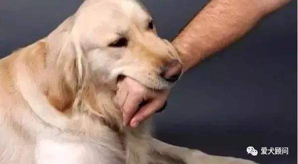 和狗狗玩拔河游戏狗狗总是咬手,狗狗玩的时候喜欢咬手怎么办