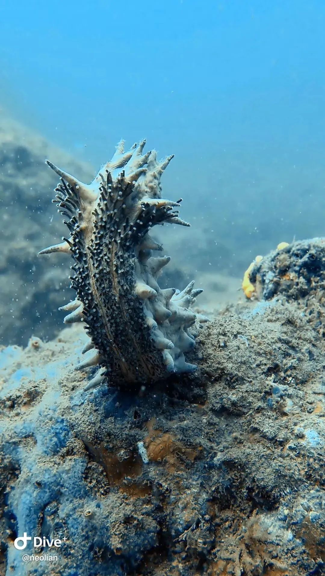 厦门不止鼓浪屿,厦门不止有海还有茉莉花