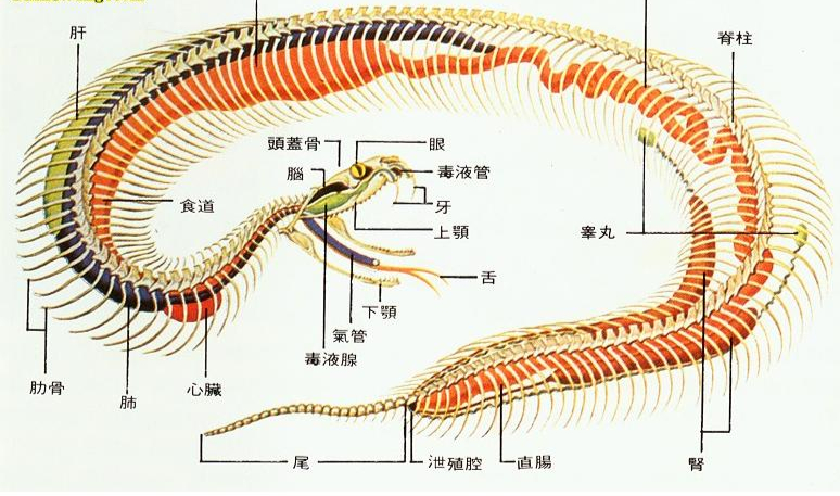 7斤重五步蛇与狗撞上,狗赶蛇不成被咬身亡!和眼镜蛇比它更毒?