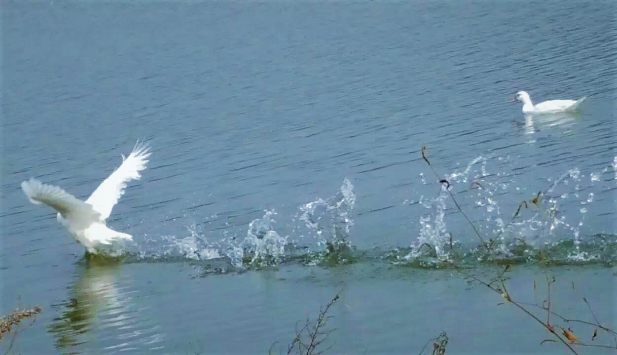 大连铭湖牧场十一还值得去吗,大连铭湖牧场多大面积