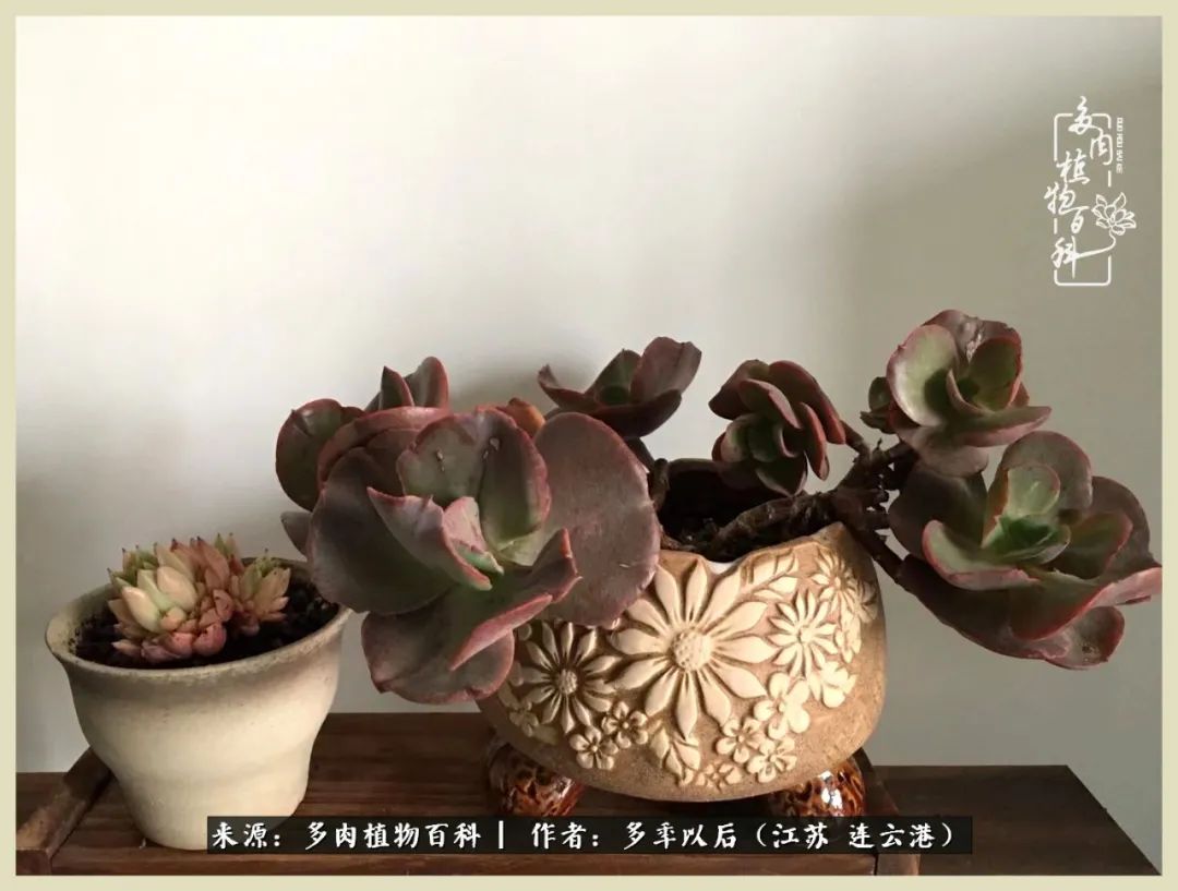 多去花前谈以后，少来月下忆当年