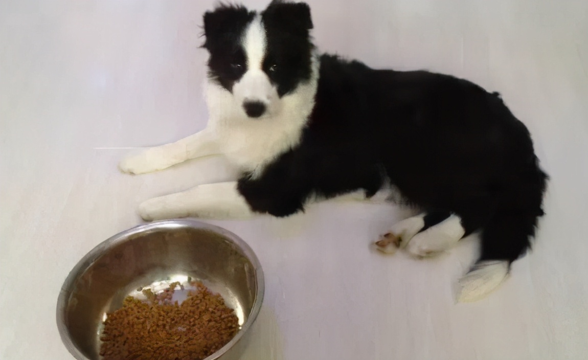 边牧吃什么狗粮比较好,边牧一天吃多少克狗粮