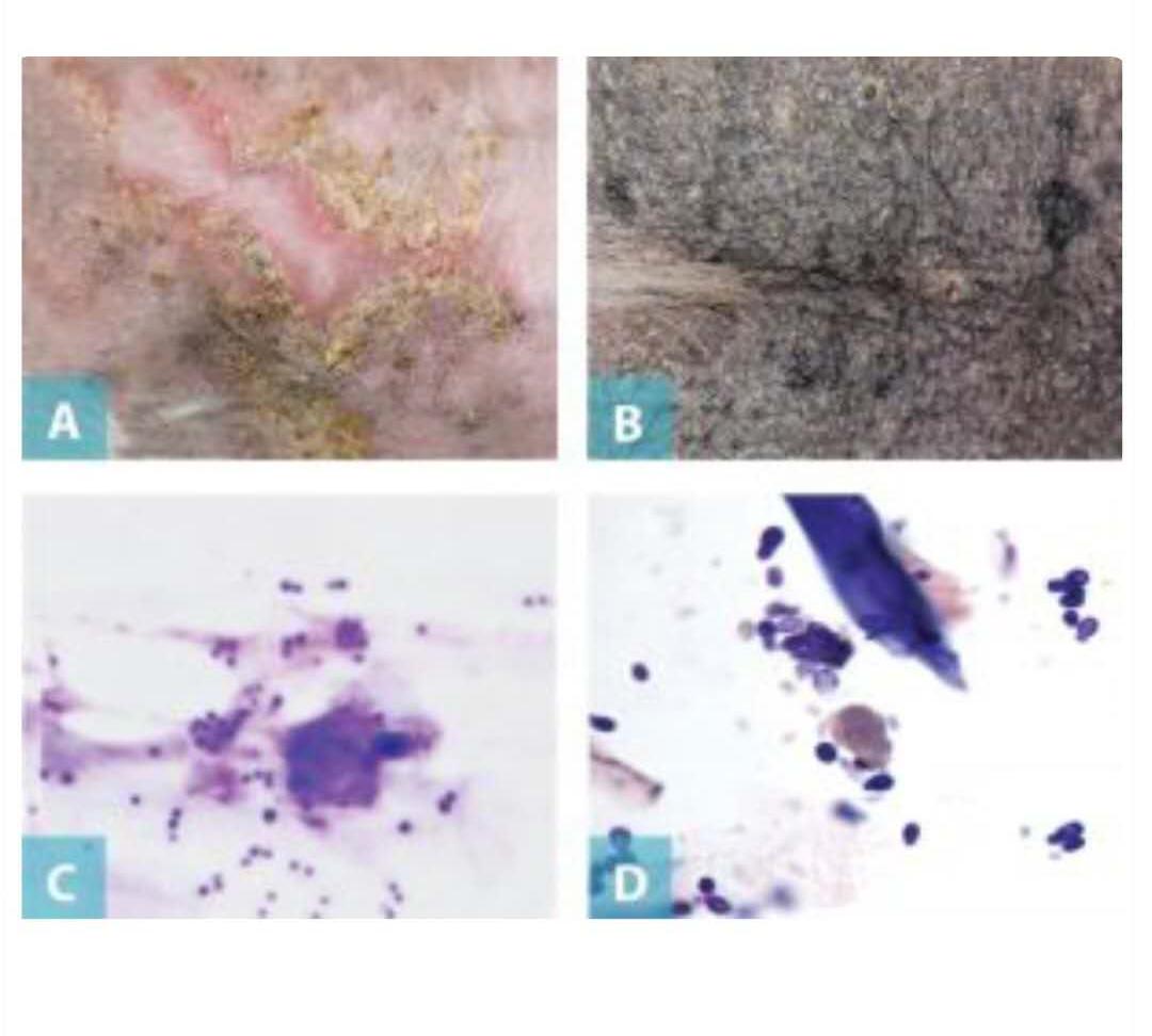 犬异位性皮炎,简述犬皮肤病治疗方法