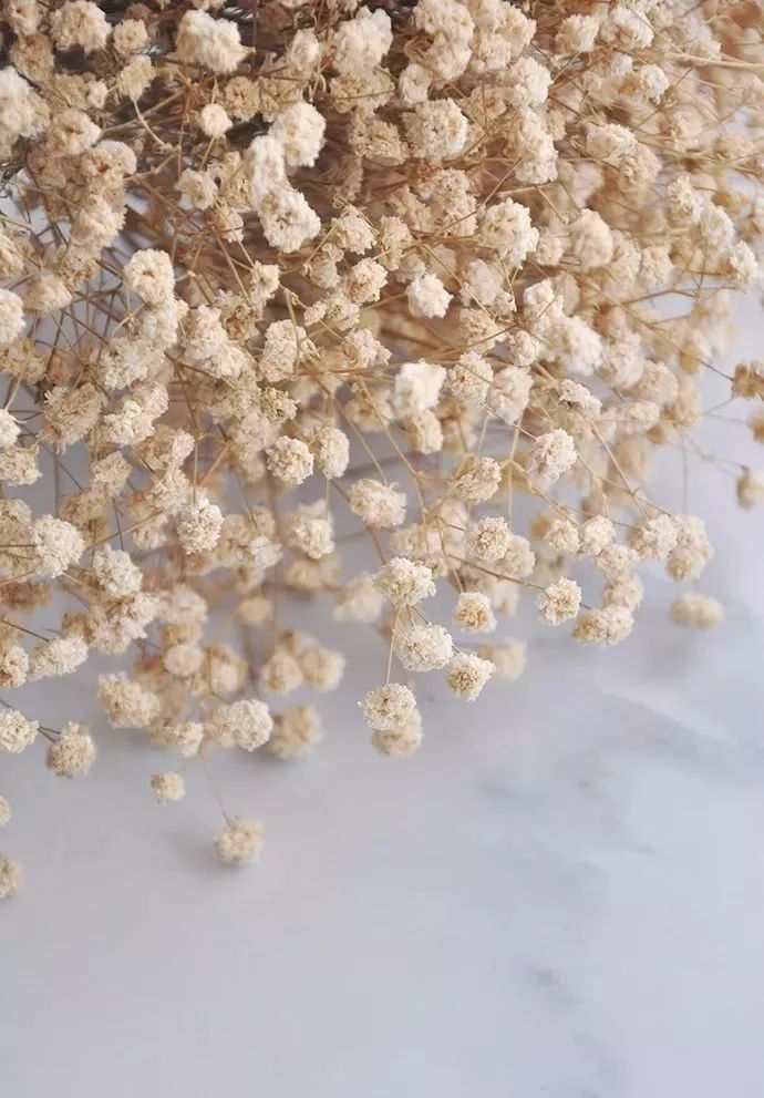 鲜花和干花的不同美感,有哪些花可以制作干花