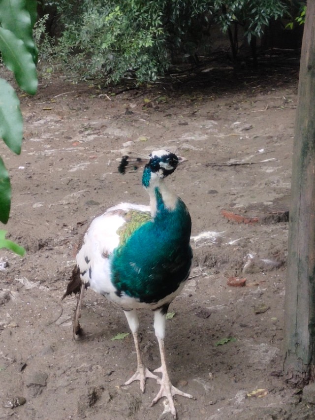 成都动物园游玩日记,成都动物园游玩心情