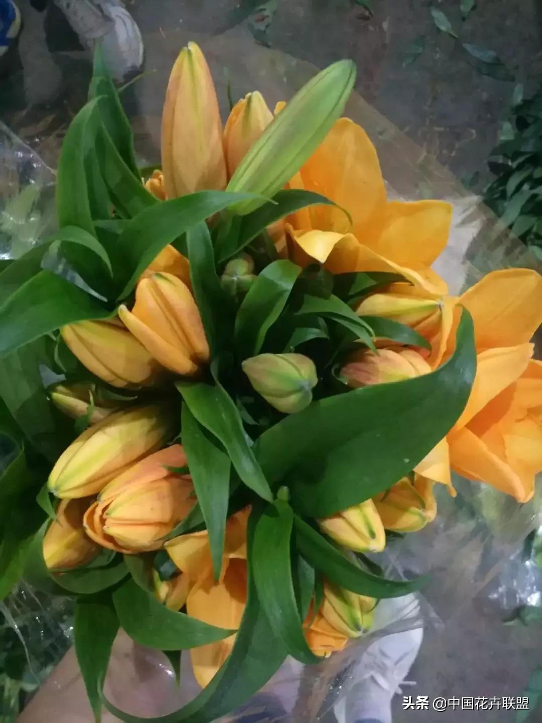 春天花市有哪些花材,便宜又大把的花材有哪些