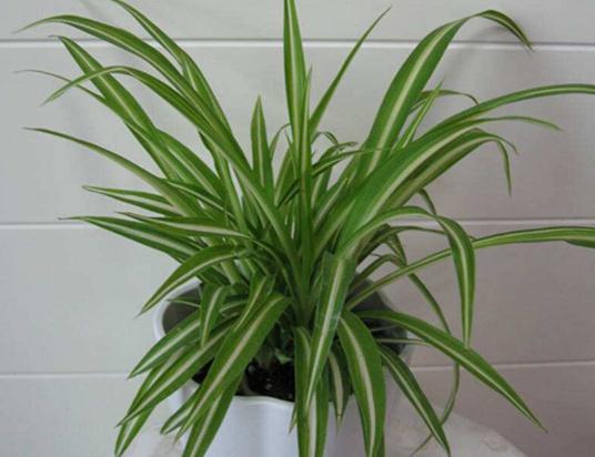 金边吊兰叶子稀,金边吊兰有股淡淡的清香味