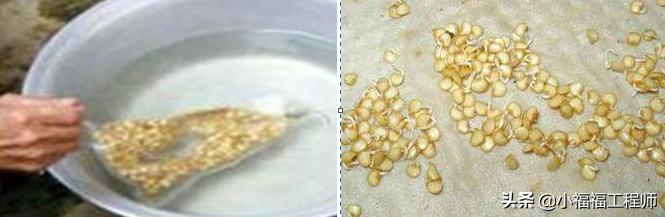 春天播种的蔬菜,春季蔬菜种子播种时间一览表