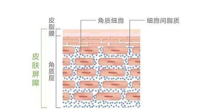 脸要不要去角质,脸有必要去角质