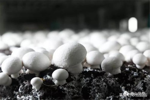 双孢菇种植方法和技术,双孢菇栽培技术视频教程