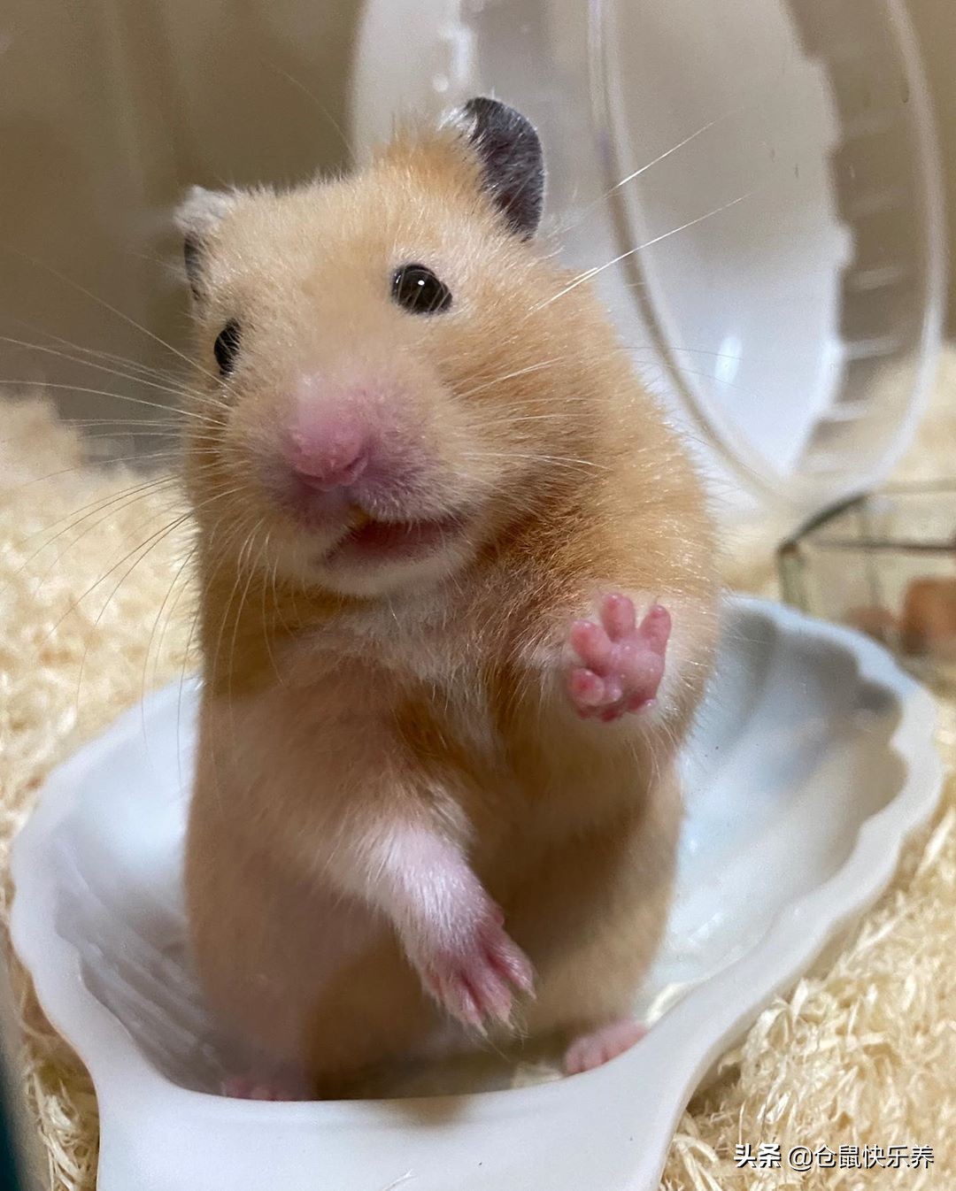 仓鼠为冬眠醒后扭曲爬行,仓鼠睁着眼侧躺不动呼吸动静很大