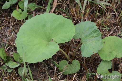 “瘟疫连三月厕纸抵万金?”抢购背后是恐慌