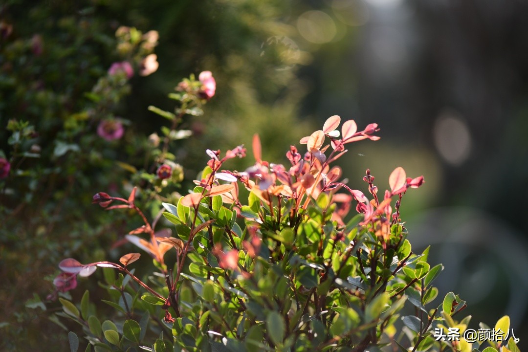 零下9度来袭，花园里的绿色是那么动人|园丁