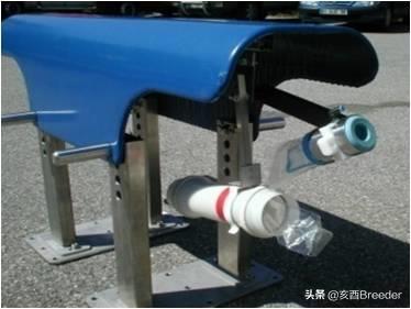 猪人工采精方法及手握采精详细步骤，再也不担心不会公猪采精啦