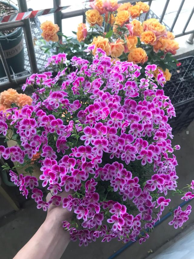 绿萝浇黄豆水的正确方法,绿萝用黄豆水来做肥料真的很好吗