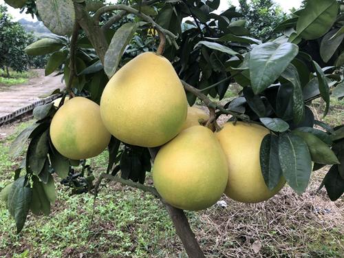 璧山轻轨房价,璧山铜梁轻轨