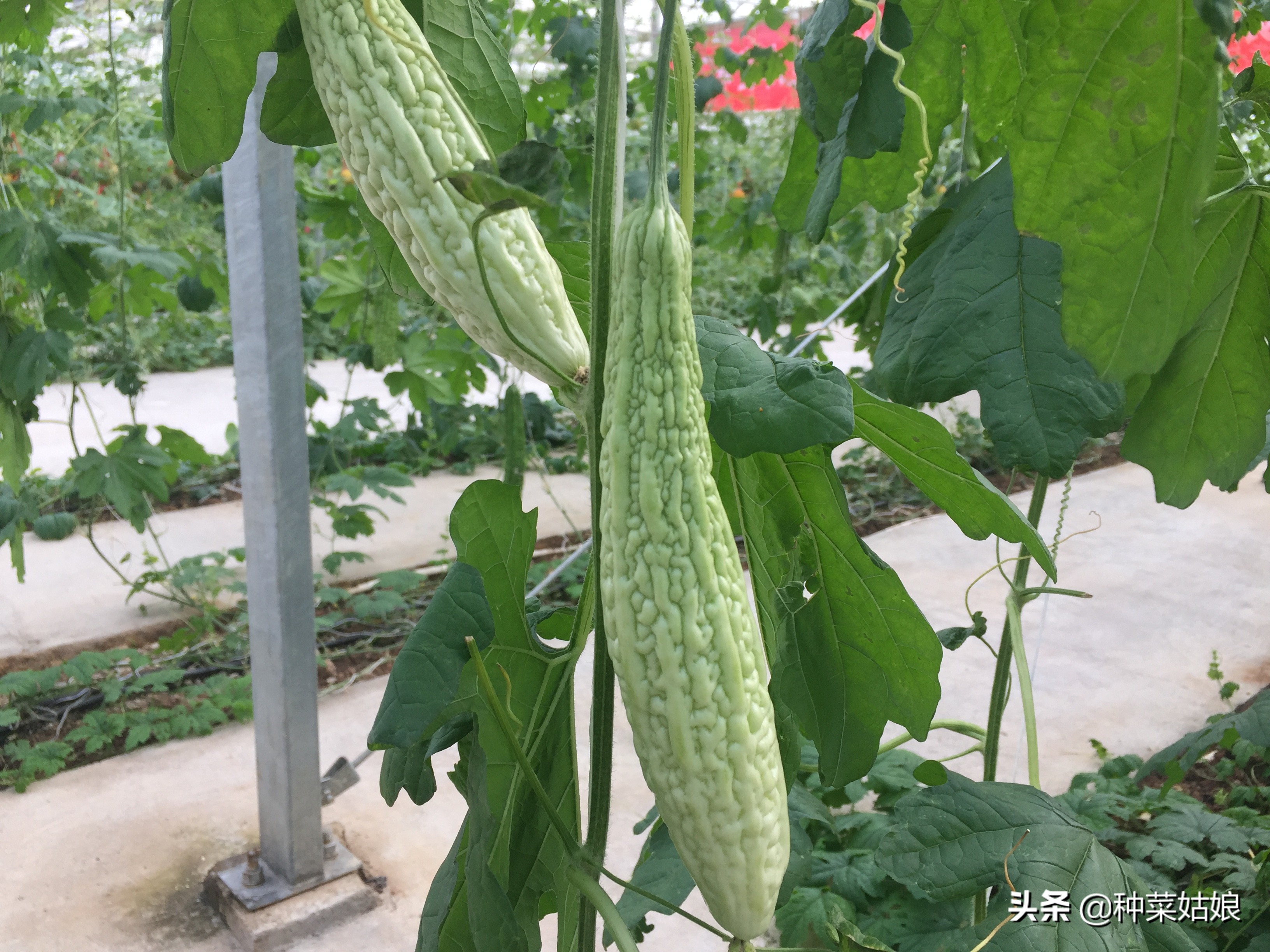 苦瓜种植后多久结果,苦瓜一般种植多久可以结果