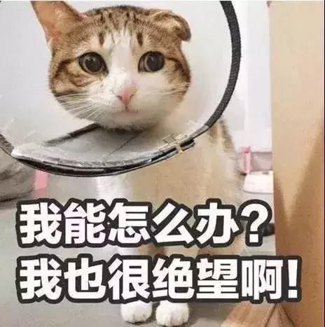 去年高考最冷门的专业是什么,大学期末比较惨的十大专业