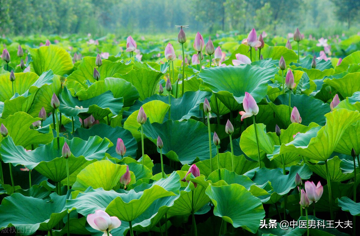 寒湿凝滞附睾炎中医治疗,湿热下注精索静脉曲张