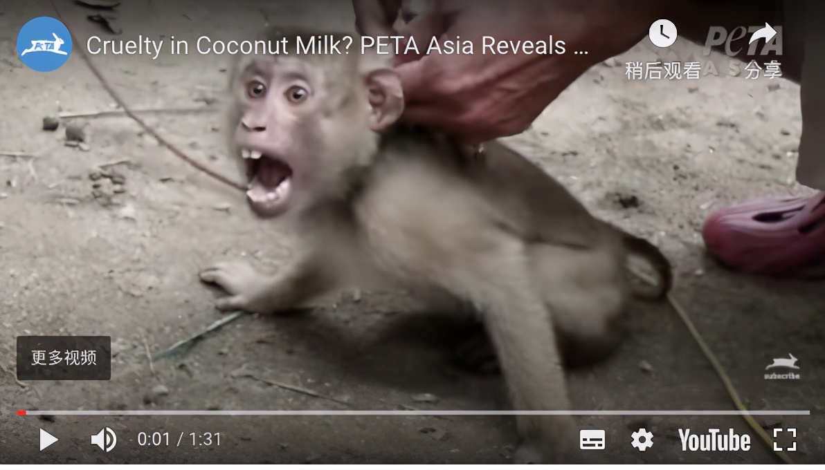 你爱吃的椰子，背后可能有一只泰国“打工猴”血汗故事