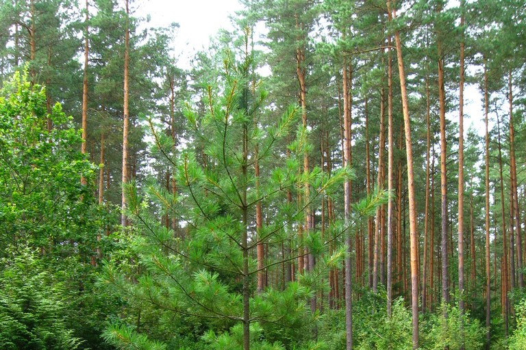 汪么屯人钱途门路多