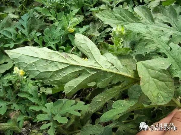 新版西瓜病虫害解决方案,2020西瓜病害视频