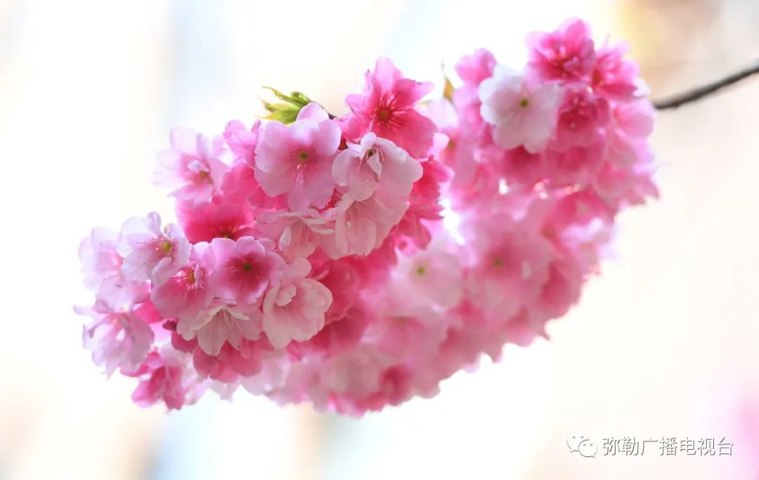 三月弥勒什么地方可以赏花,弥勒3月赏花攻略