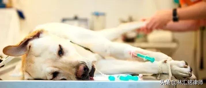 动物饲养人承担无过错责任,养宠物需要规避什么