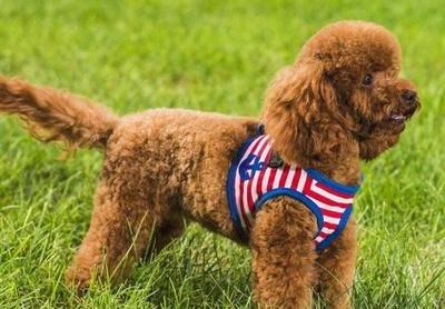 过多的摄入盐对身体有哪些危害,宠物摄入盐分