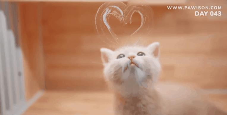 国家一级保护野生猫,国家一级保护哺乳动物名单