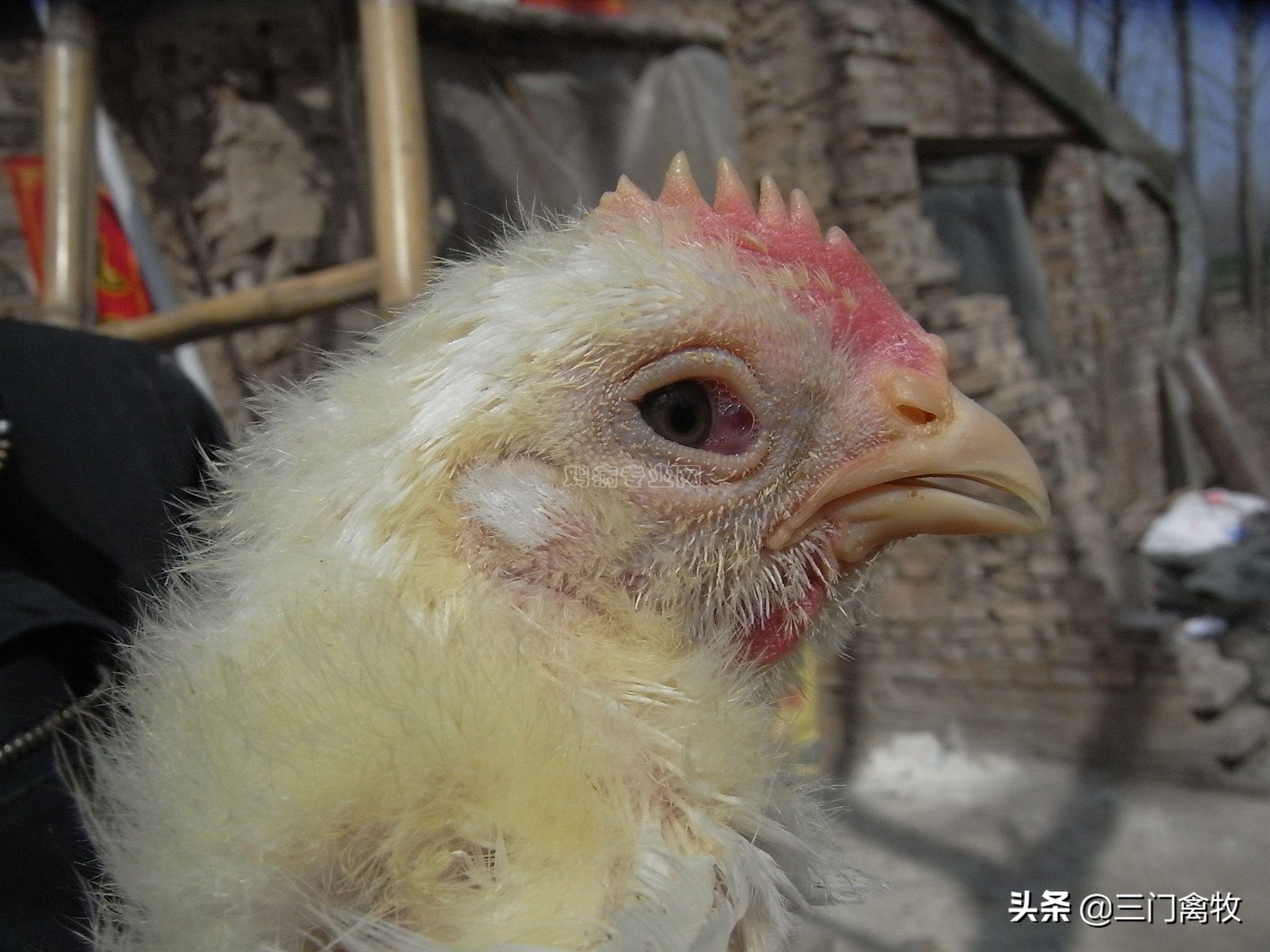 鸡眼肿流泪睁不开眼能好吗,鸡眼睛肿胀睁不开用什么药