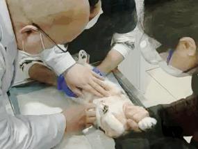 关于救助流浪猫的感受,救助流浪猫的艰辛与难受